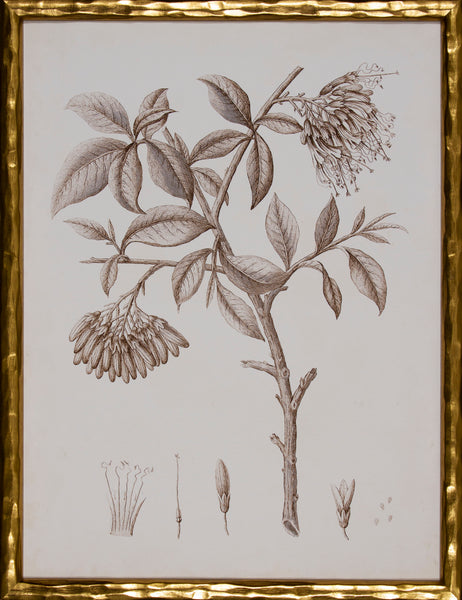 SEPIA BOTANICAL I