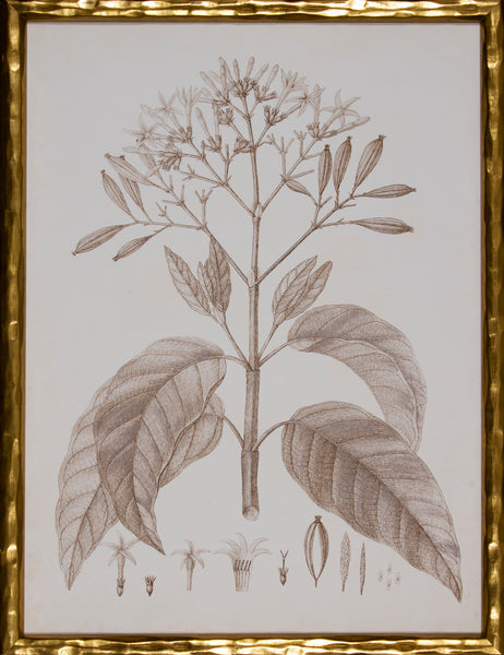 SEPIA BOTANICAL III