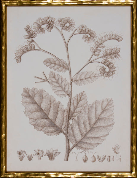 SEPIA BOTANICAL IV