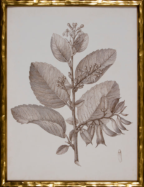 SEPIA BOTANICAL V