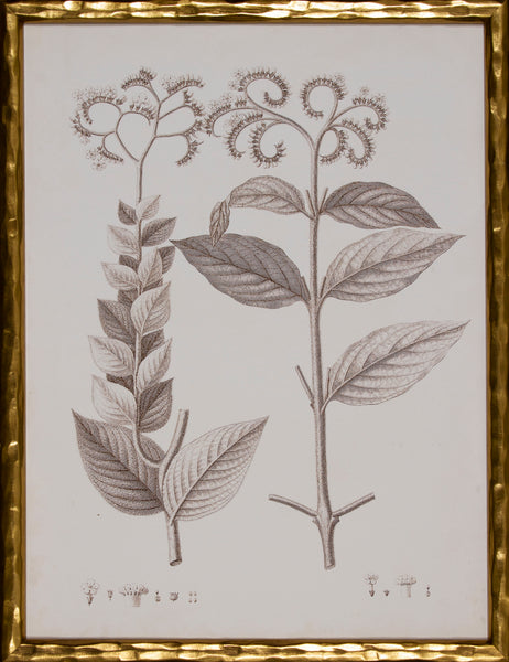SEPIA BOTANICAL VI
