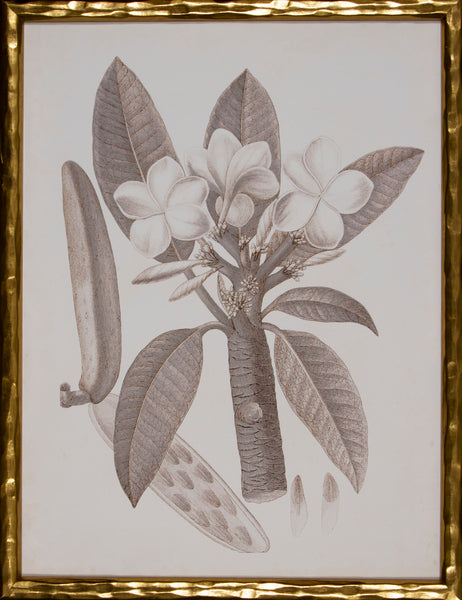 SEPIA BOTANICAL VII