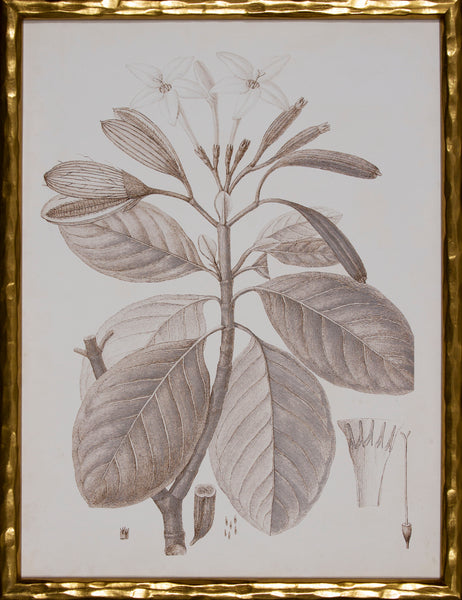 SEPIA BOTANICAL VIII