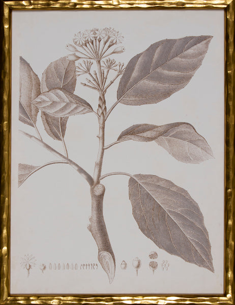 SEPIA BOTANICAL IX