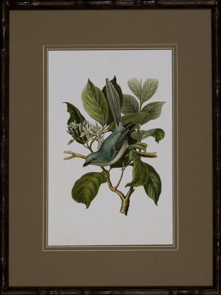 ANTIQUE BIRD TRIO II