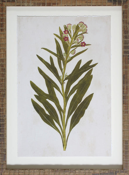 BOTANICAL IMPRESSION I