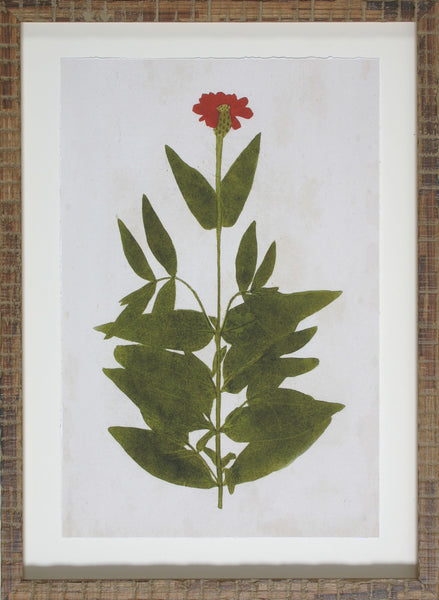 BOTANICAL IMPRESSION IV