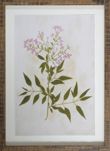 BOTANICAL IMPRESSION V