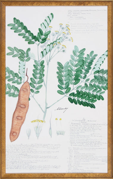 DESCUBES FERN II