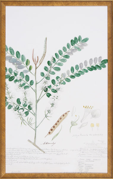 DESCUBES FERN III
