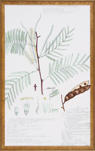 DESCUBES FERN IV