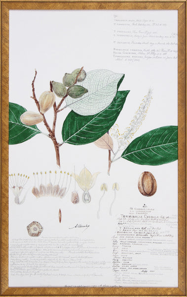 DESCUBES FOLIAGE I
