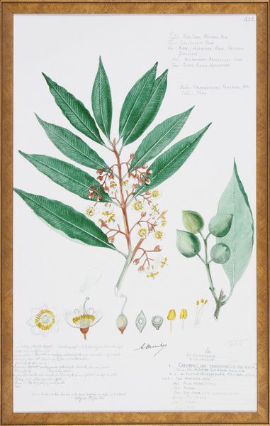 DESCUBES FOLIAGE II