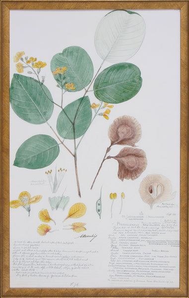 DESCUBES FOLIAGE III