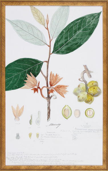 DESCUBES FOLIAGE IV