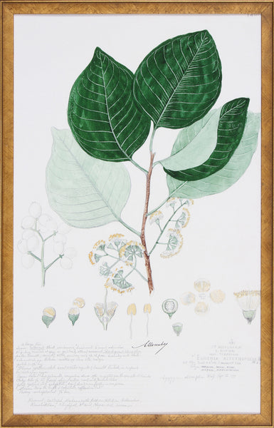 DESCUBES FOLIAGE V