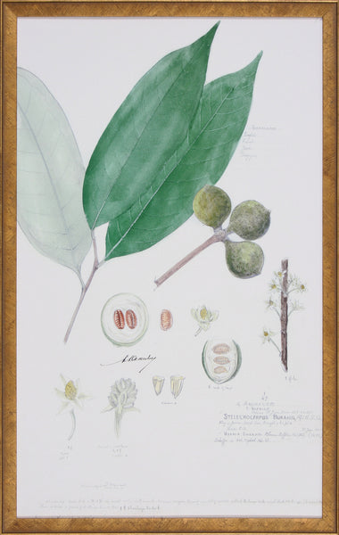 DESCUBES FOLIAGE VI
