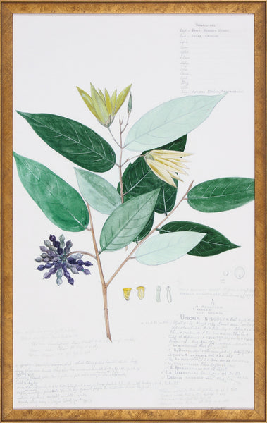 DESCUBES FOLIAGE VII