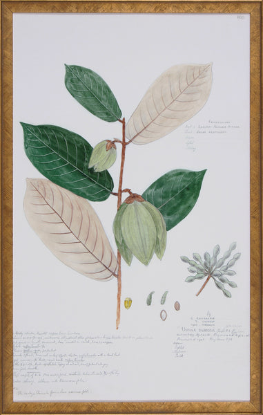 DESCUBES FOLIAGE VIII