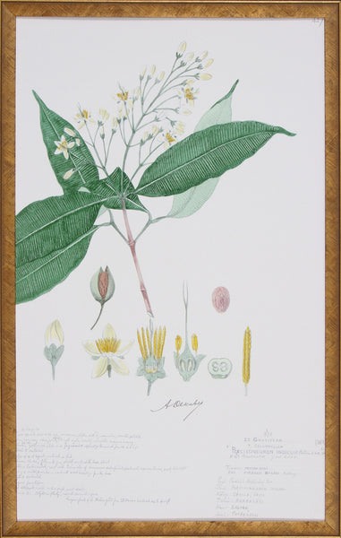 DELICATE DESCUBES I