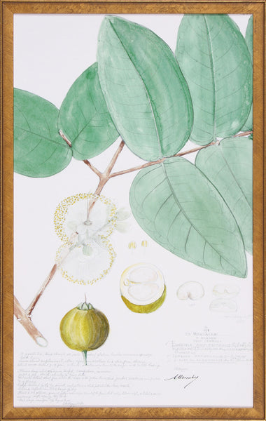 DESCUBES FRUIT I