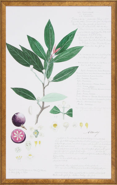 DESCUBES FRUIT II