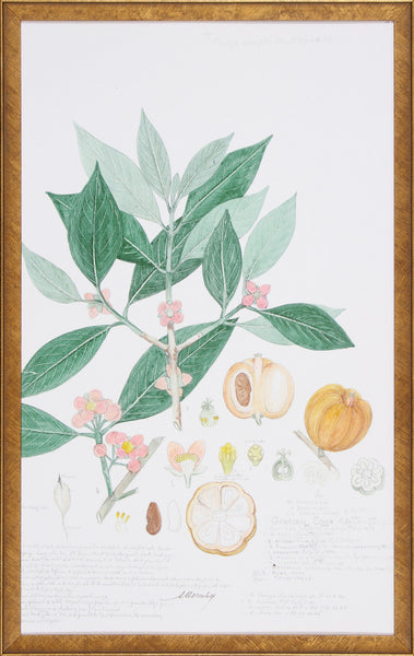DESCUBES FRUIT III