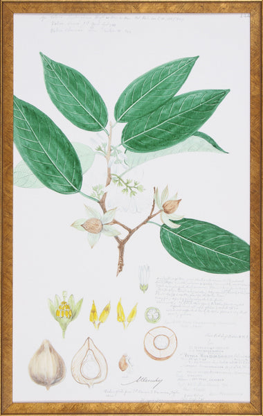 DESCUBES FRUIT IV