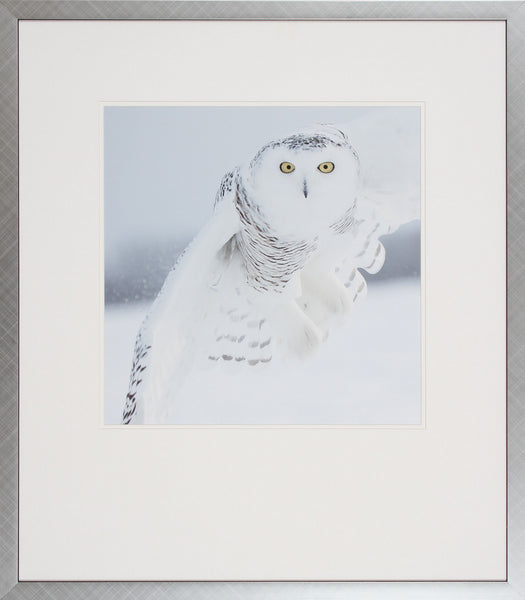 OWL IN FLIGHT