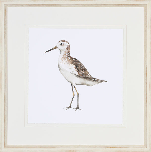 SEA BIRD