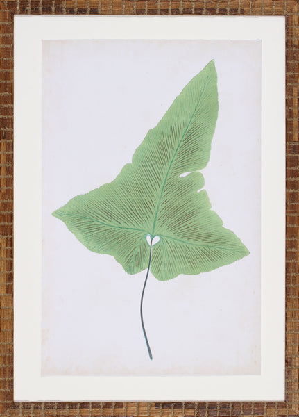FERN FAMILY I