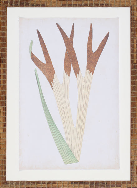 FERN FAMILY II