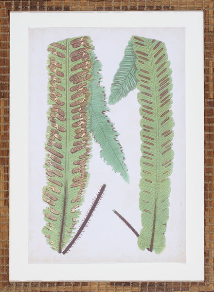 FERN FAMILY III