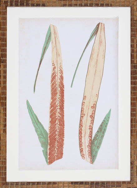 FERN FAMILY IV