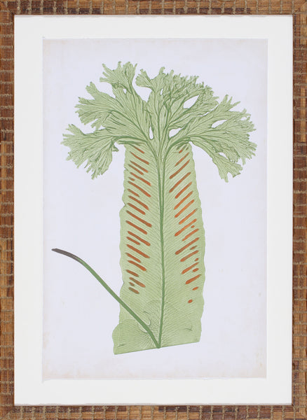 FERN FAMILY V