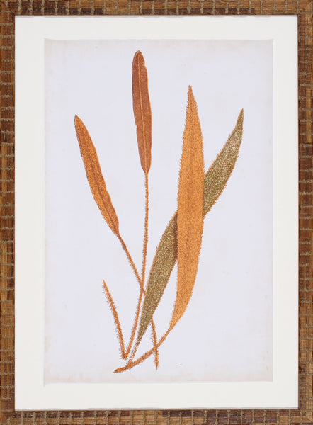 FERN FAMILY VI