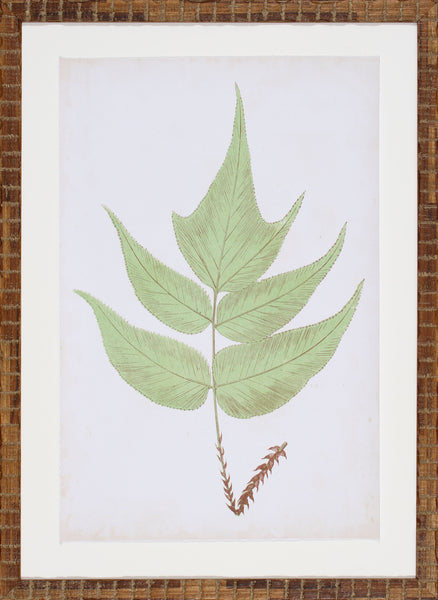 FERN FAMILY VII