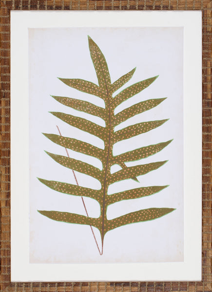 FERN FAMILY VIII