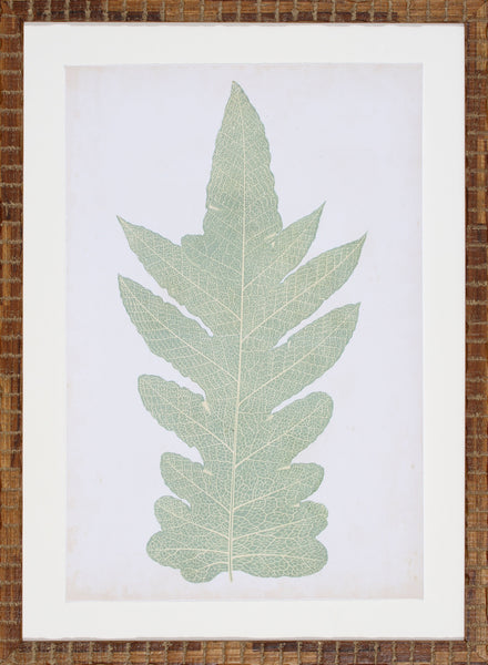FERN FAMILY IX