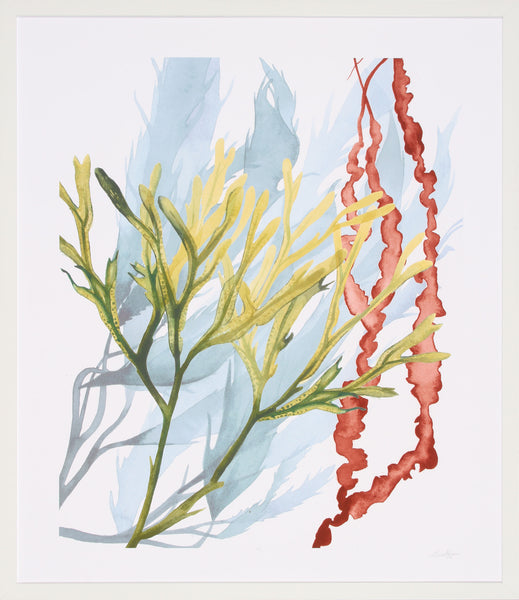 SEAWEED FLOW II
