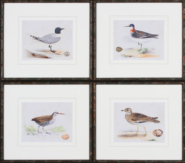 SHOREBIRDS