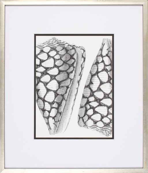 COQUILLAGES NOIR I