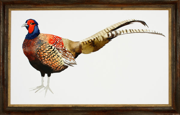 WATERCOLOR PHEASANT II