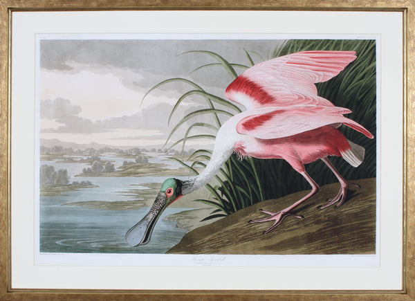 ROSEATE SPOONBILL