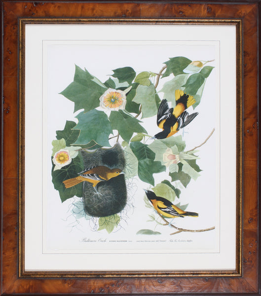 BALTIMORE ORIOLE