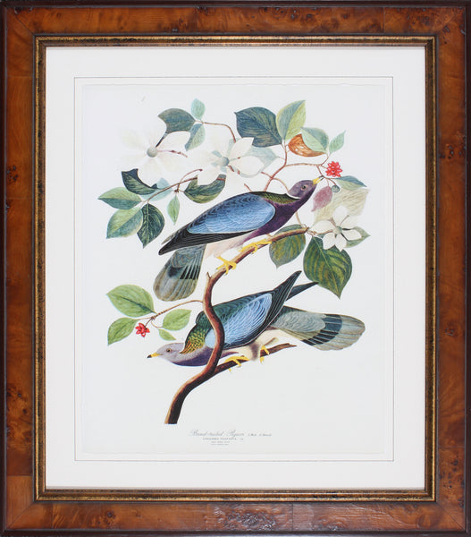 BAND-TAILED PIGEON