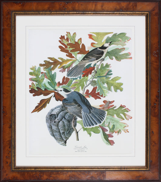 CANADA JAY