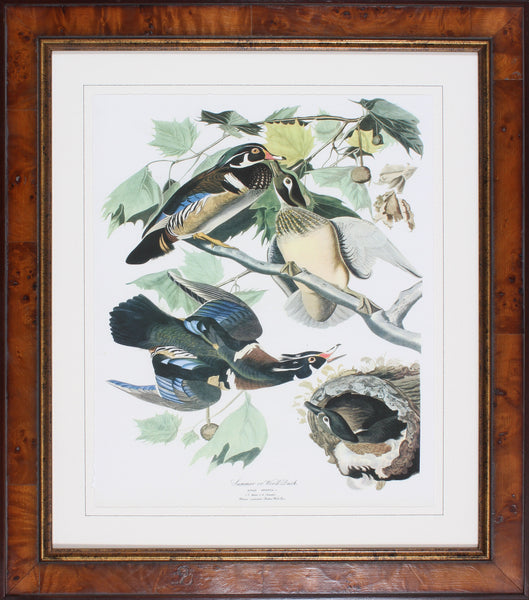 WOOD DUCK