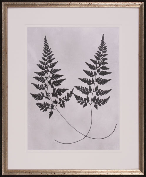 VINTAGE FERN STUDY I