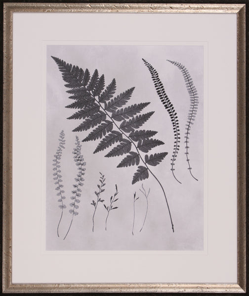 VINTAGE FERN STUDY II